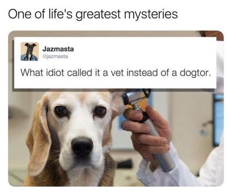 a dog being examined by a veterinator in the hospital for pet health issues