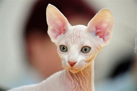 Коты сфинксы - красивые картинки (91+ фото) • Бесплатные картинки
