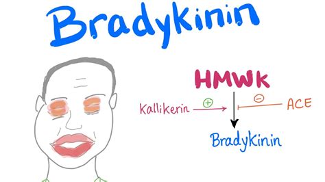 Bradykinin | Let the Drama begin! - YouTube