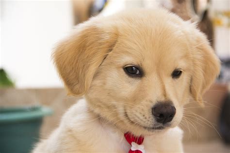cute puppy dog images