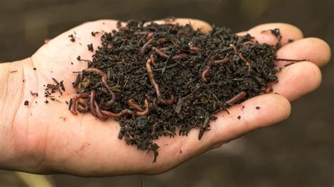 How Do I Manage Pests In Indoor Worm Composting? – Worm Farming Secrets