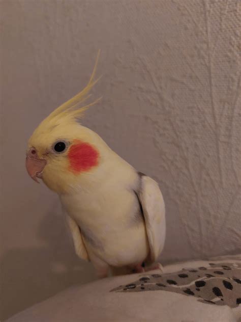 This is my 5year old male cockatiel. he is constantly attacking my ...