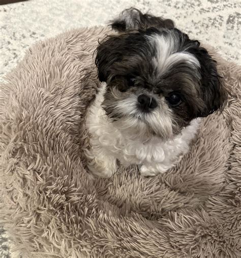 Shih Tzu