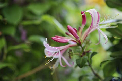 Honeysuckle: Lonicera and how to grow it - Gardens Illustrated