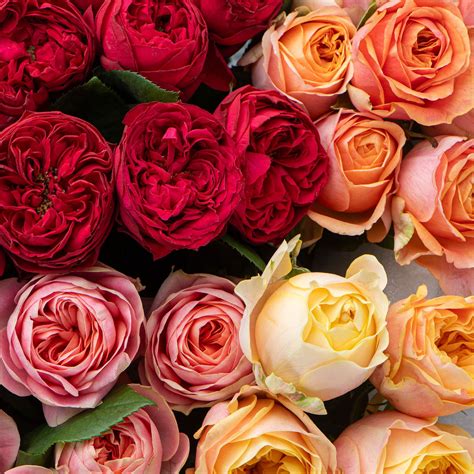 All Flowers & Plants – Say It With Flowers