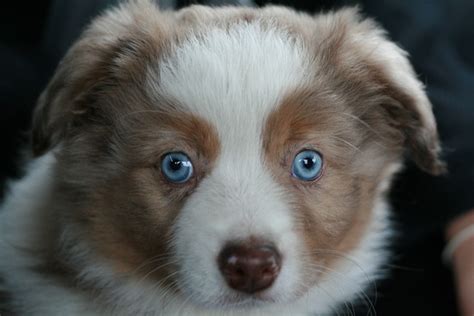 Dog Puppy Animal Domestic - Free photo on Pixabay