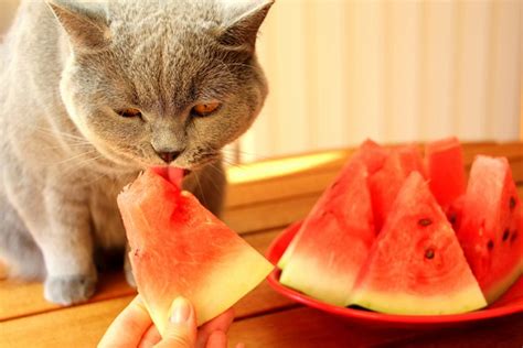Gato sente o sabor doce? | Petlove