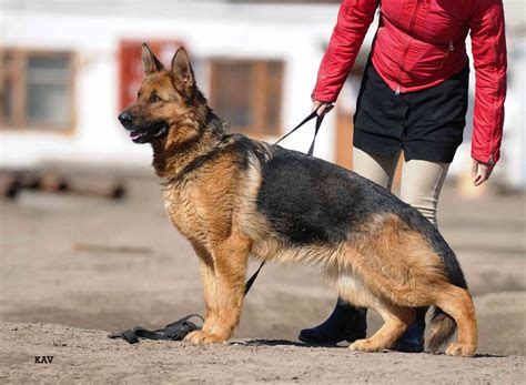 Профессиональный подход и эффективные методы воспитания и дрессировки ...