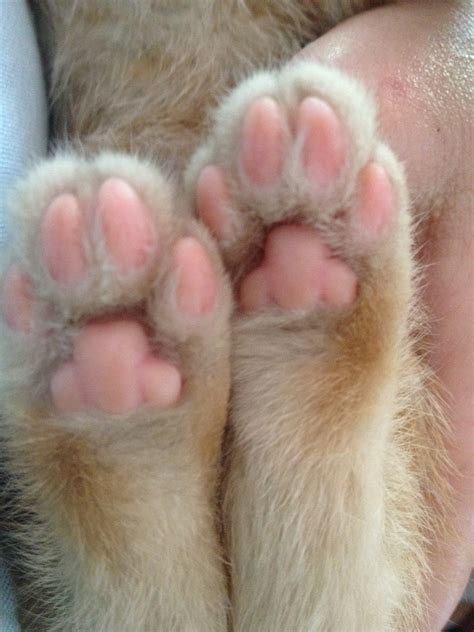 Why Does My Kitten Like Feet at Karrie Keane blog