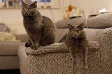 Informasi Ras Kucing Chartreux » KucingMania
