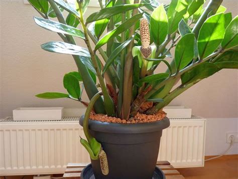 Zamioculcas или доларово дърво: цъфтеж, грижа за цветя след цъфтежа