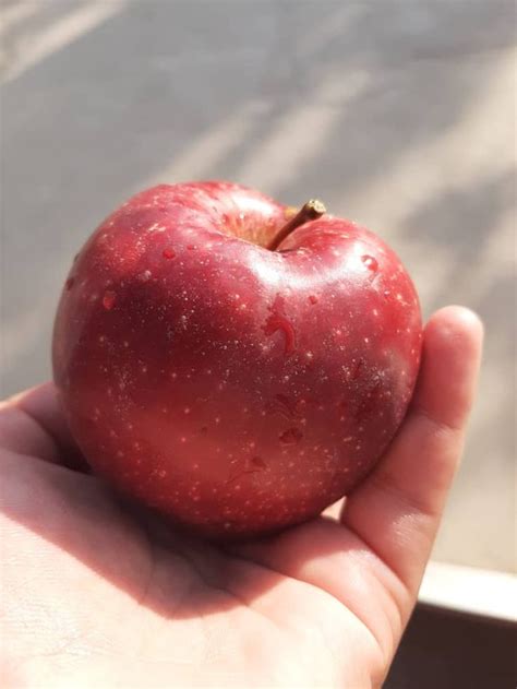 Красное яблоко 🍎 in 2024 | Drawings
