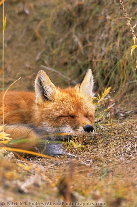 Sleeping red fox | AlaskaPhotoGraphics.com | Fox, Red fox, Animals wild