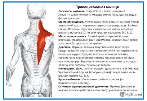 Презентация на тему: ""Мышцы прикрепляющие верхние конечности к ...