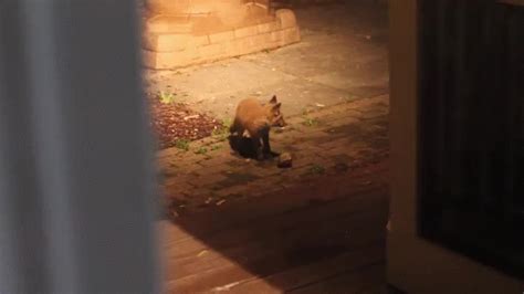 Fox pups playing with a dog toy : aww