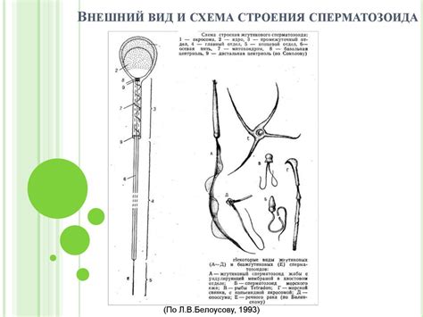 Овогенез. Сперматогенез - презентация онлайн