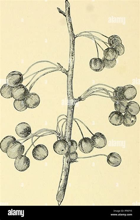 Pyrus nivalis hi-res stock photography and images - Alamy