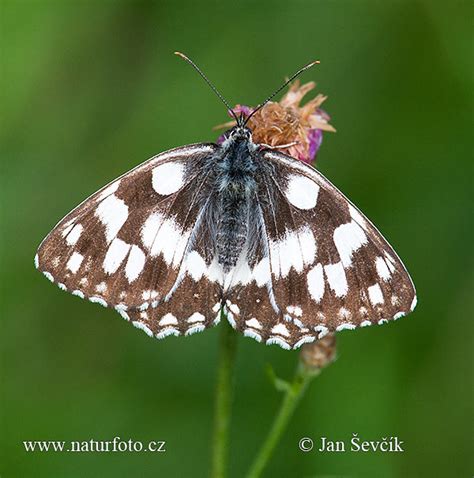 Okáč bojínkový | Naturfoto.cz