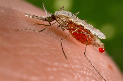Anopheles stephensi mosquito - Entomology Today