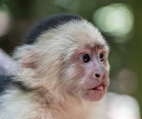 Cute Baby Capuchin Monkeys