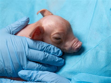 Leeches are still used in medicine—yes, really. Here’s why. | National