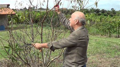 Como E Quando Podar Pessegueiro - 548 ) – 2° - PRATICAS CULTURAIS DO PESSEGUEIRO :- PODA PEROLA ITAQUERA ...