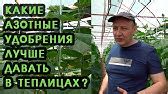 Что нужно для рассады томата - Кальций и бор. - YouTube
