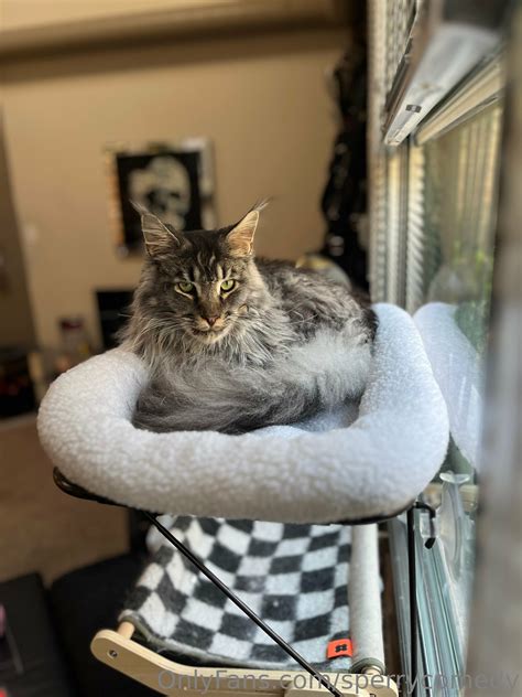 Leaked sperry69 Pictures & videos | Thotstash