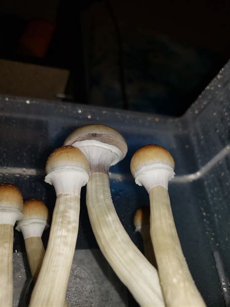 Veil porn. : r/shrooms