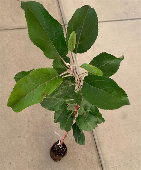 pink lady apple tree 5