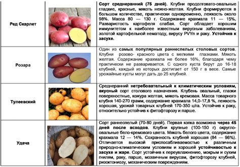 Картофель семенной - АГРО СЕМЕННАЯ КОМПАНИЯ