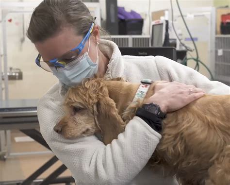 CSU researchers investigate spike in canine respiratory disease ...