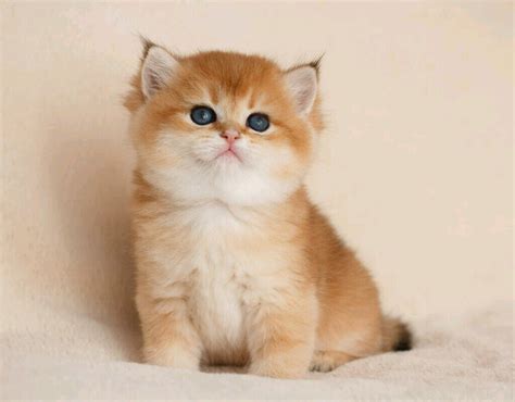 Кот рыжая шиншилла фото — Каталог Фото