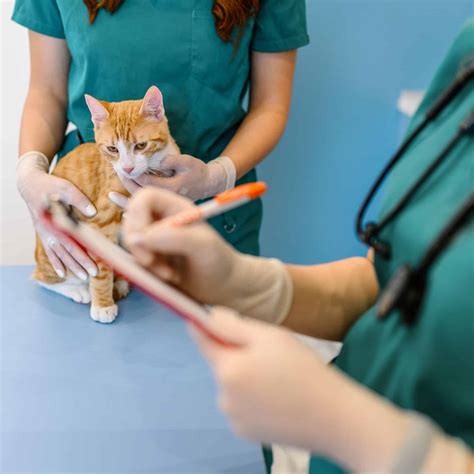 Understanding Diabetes Mellitus in Dogs and Cats | At Home Pet Doctor