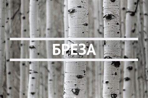 Бреза – bouroff