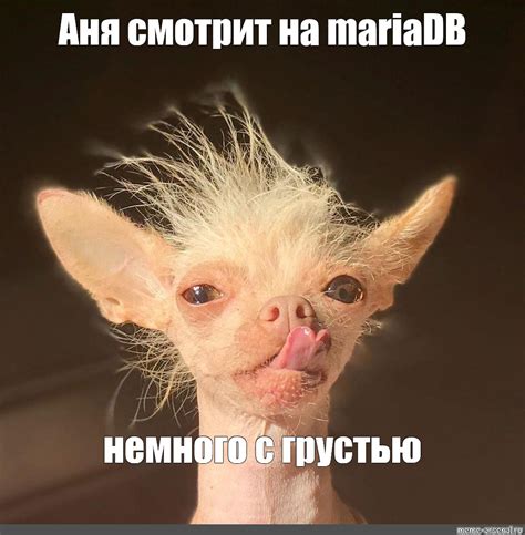 Meme: "Аня смотрит на mariaDB немного с грустью" - All Templates - Meme ...