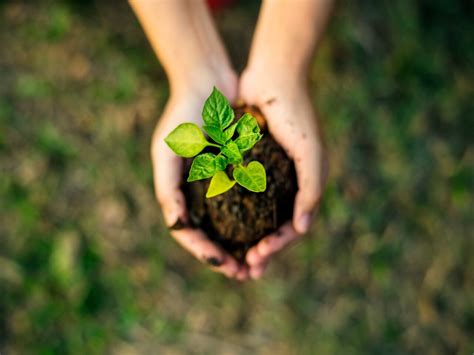 Veja como ajudar o meio ambiente por meio do Projeto SER Sustentável ...