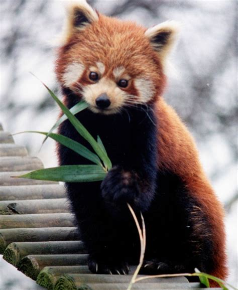 Ursul panda rosu