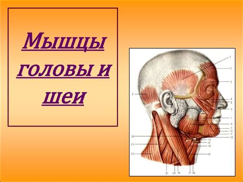 Мышцы головы и шеи - презентация онлайн