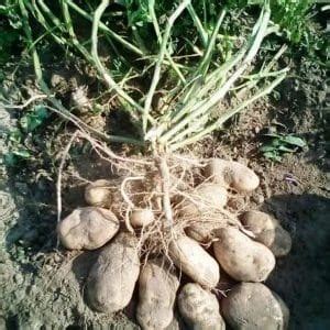 Картофель Сынок: описание сорта, фото, отзывы о вкусовых качествах ...