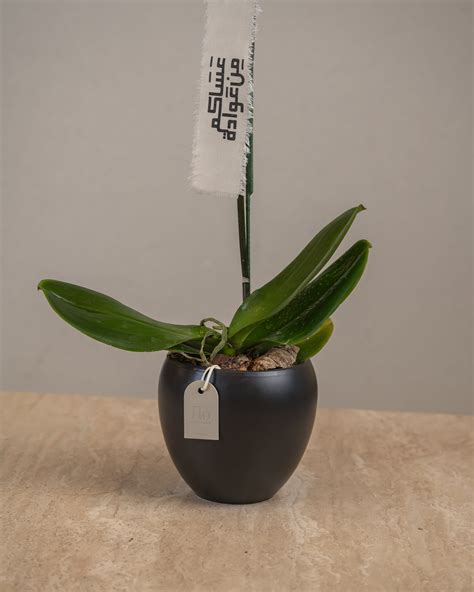 Orchid Plant – Flo Boutique