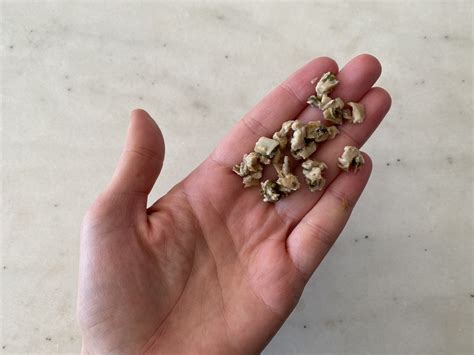 Solid Starts - Can Babies Eat Oysters? - When Can Babies Eat Oysters