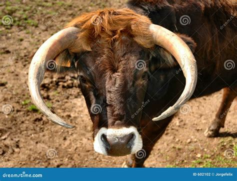 ox stock photo image  milk brown horn meat leather