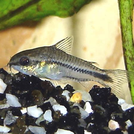 Pygmy Cory 2cm - Aquatics To Your Door