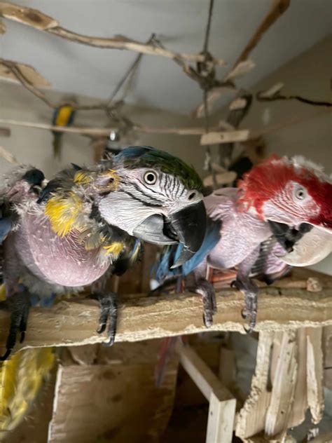 Heidi Fleiss Once Ran the Most Notorious Prostitution Ring in L.A. Now