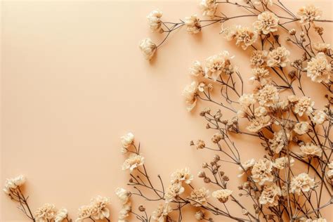 beige flowers stock  images  backgrounds