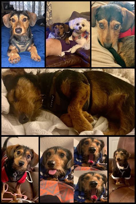 Bucky our Dachshund mix. He's 75% miniature wirehaired Dachshund, 25% Labrador & 1000% cherished