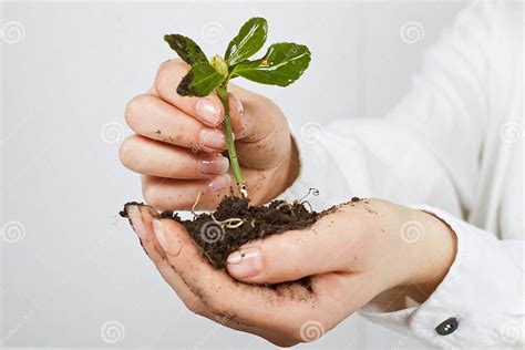 Da Sustentação A Planta - Planta Pequena Da Sustentação Foto de Stock - Imagem de agricultura ...