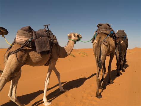 Premium Photo | Camel in the sahara desert