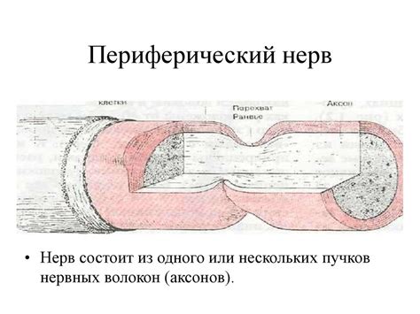 Курс невропатологии для специальной педагогики - презентация онлайн